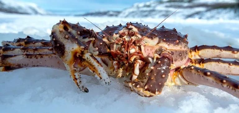 Охота на краба «Сахалинская крабалка» - фото 2