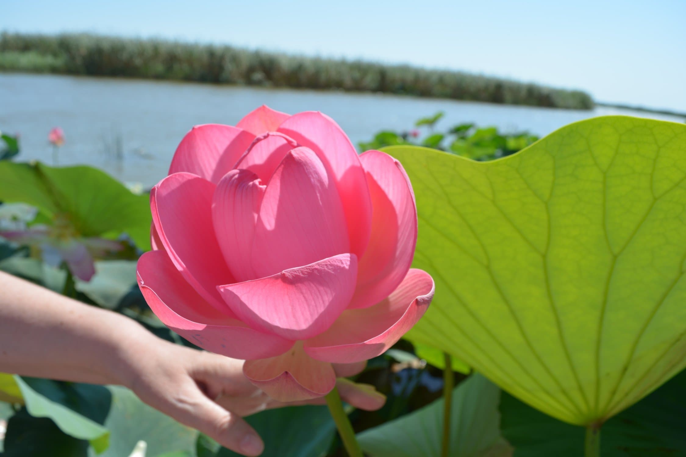 ЛОТОСЫ+ АЗОВСКОЕ МОРЕ - фото 2