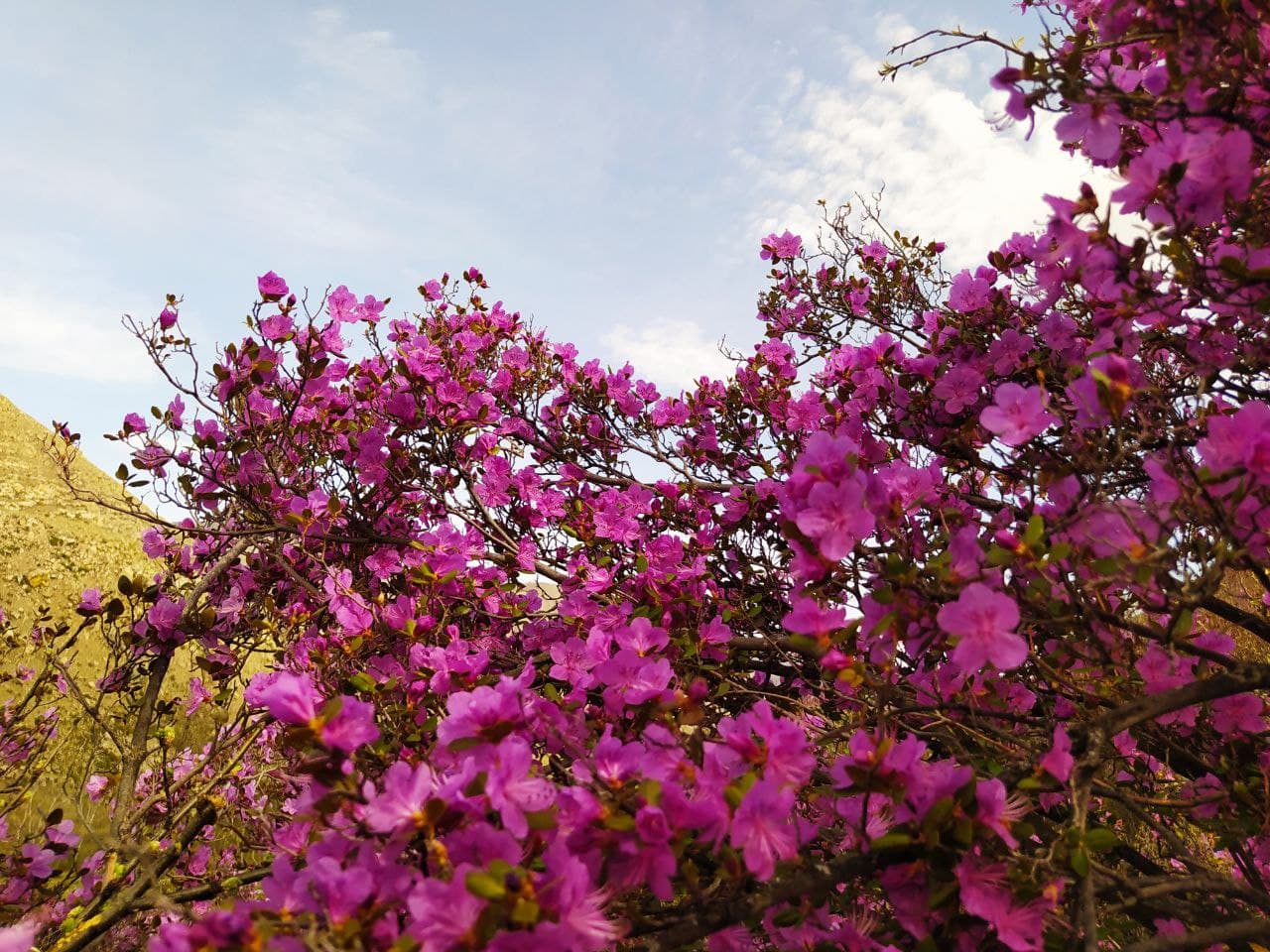 Весеннее пробуждение Алтая - фото 10