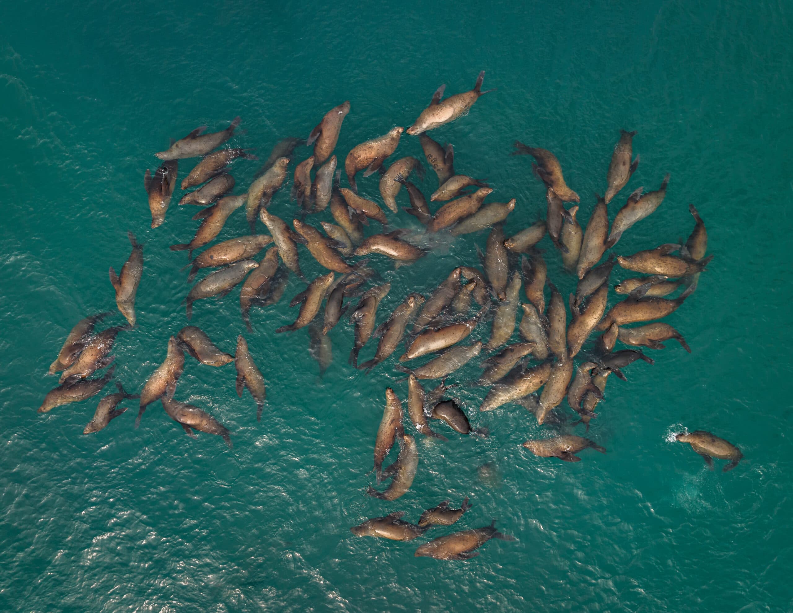 Что за лев этот Сивуч - фото 1