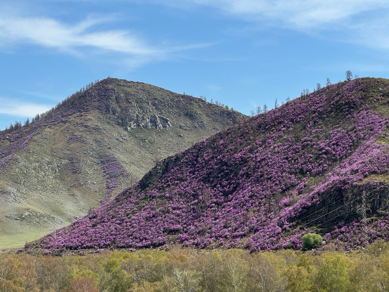 Весеннее пробуждение Алтая - фото 5