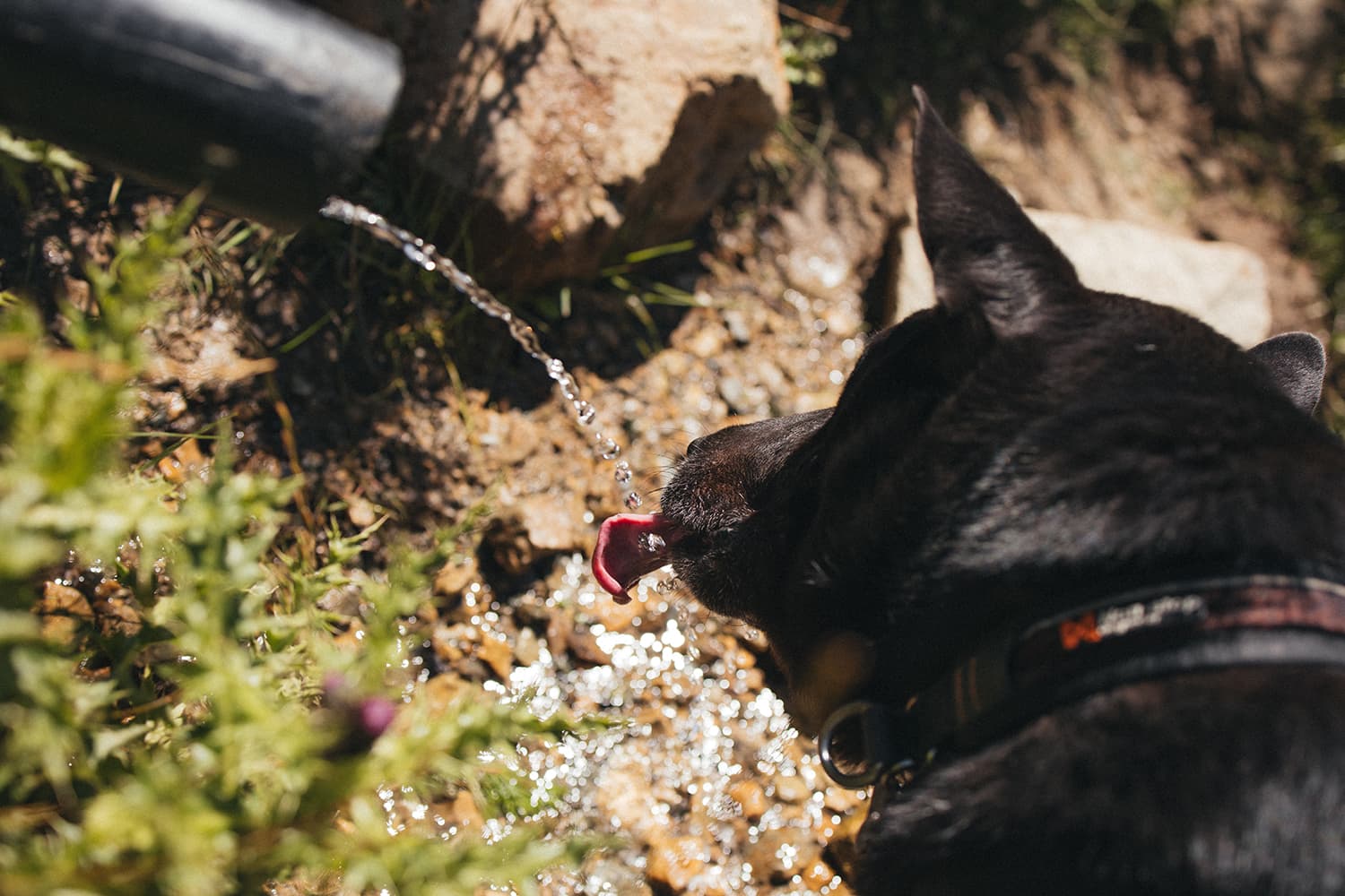 Приэльбрусье с собакой - фото 10