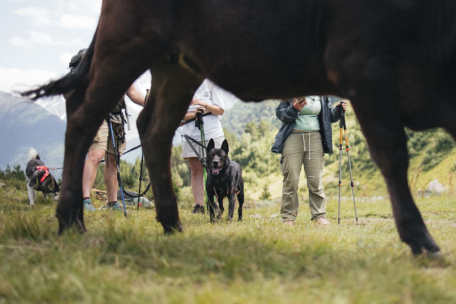 Приэльбрусье с собакой - фото 9