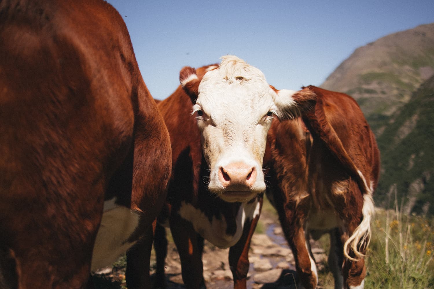 Приэльбрусье с собакой - фото 2