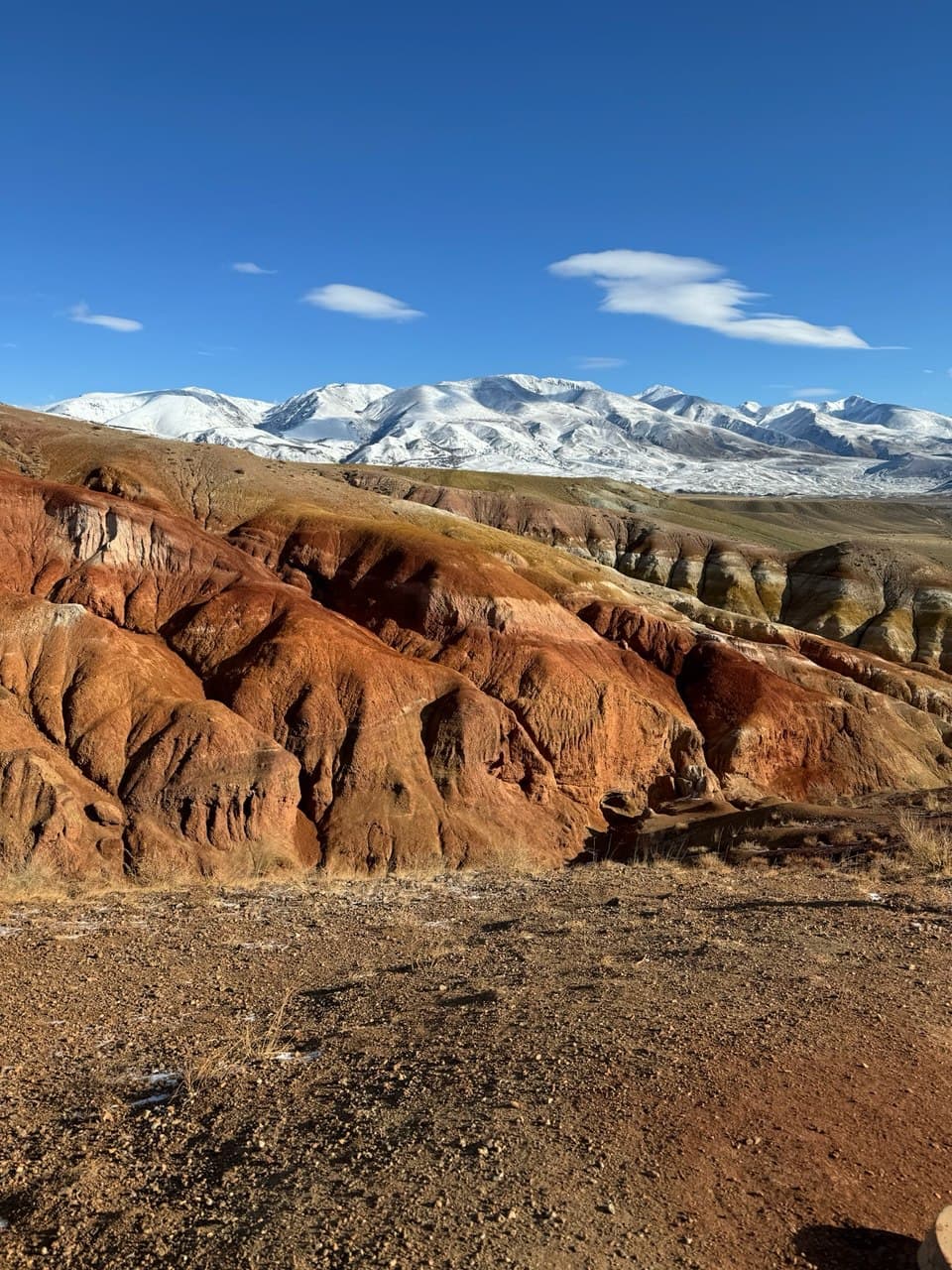 Цветение Маральника на Алтае - фото 7