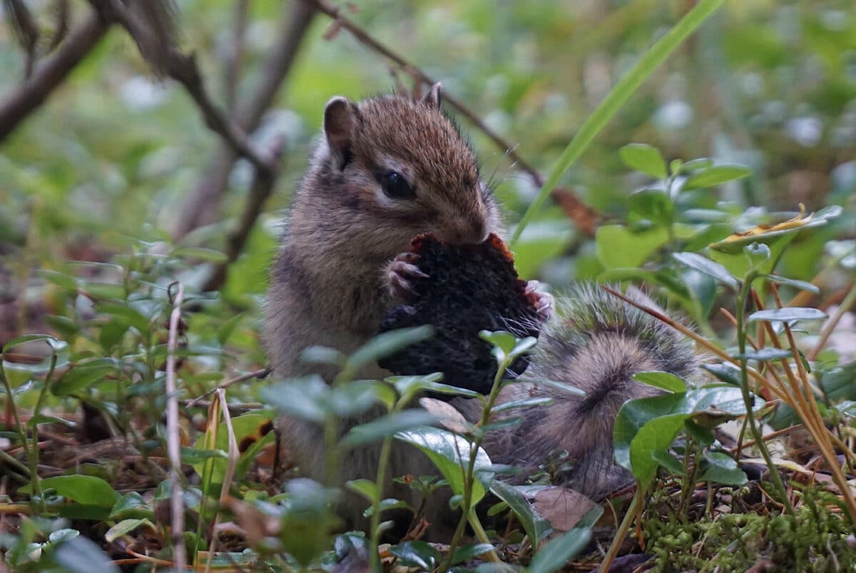 "Шавлинское зазеркалье", пеший поход с вьючными лошадьми - фото 4