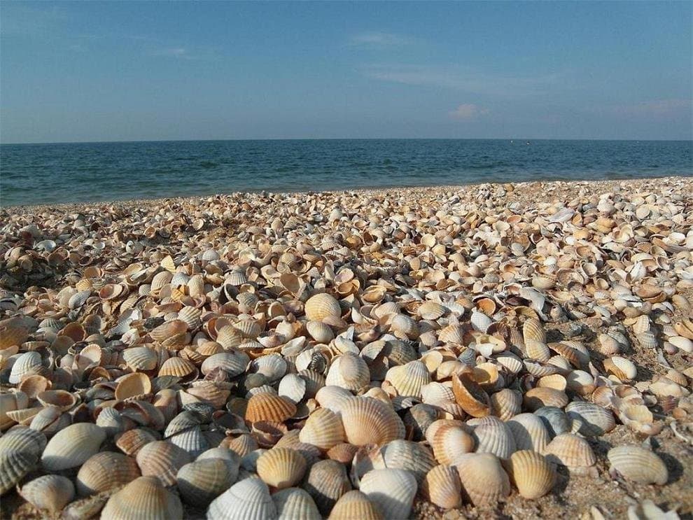 ЛОТОСЫ+ АЗОВСКОЕ МОРЕ - фото 6