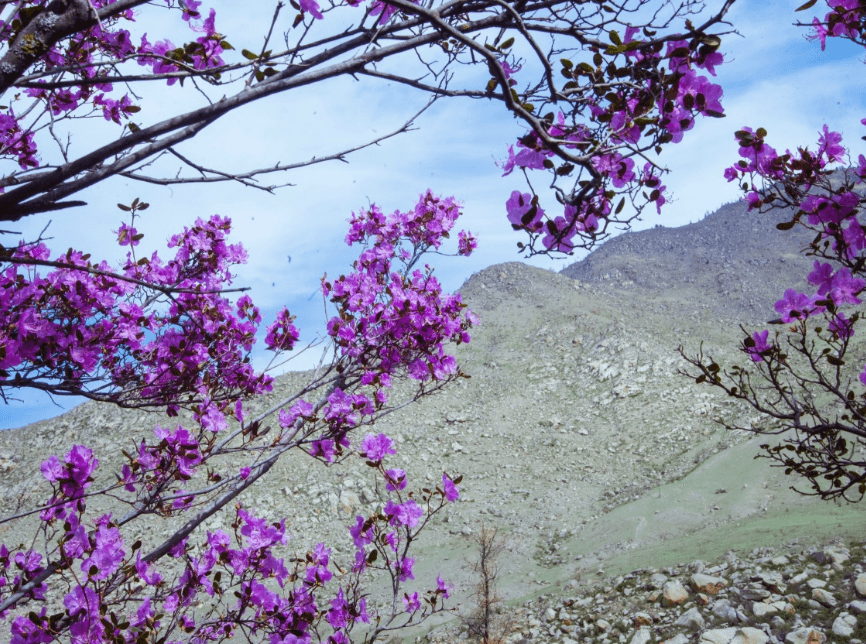 Дыхание весны в горах Алтая