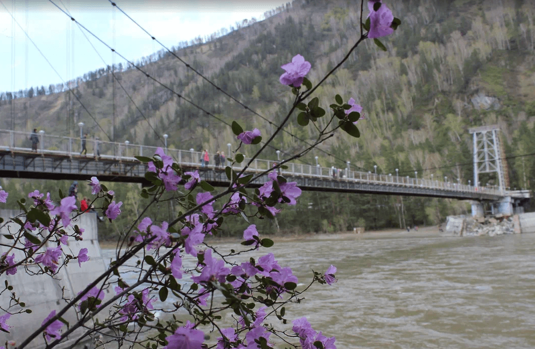 Цветение маральника в Акташе - фото 10