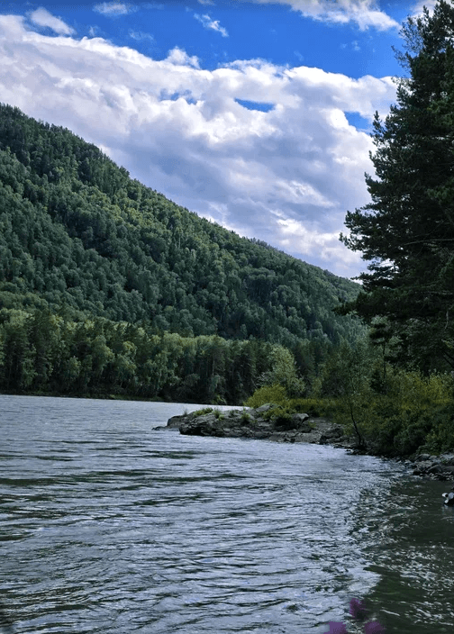 Цветение маральника в Акташе - фото 3