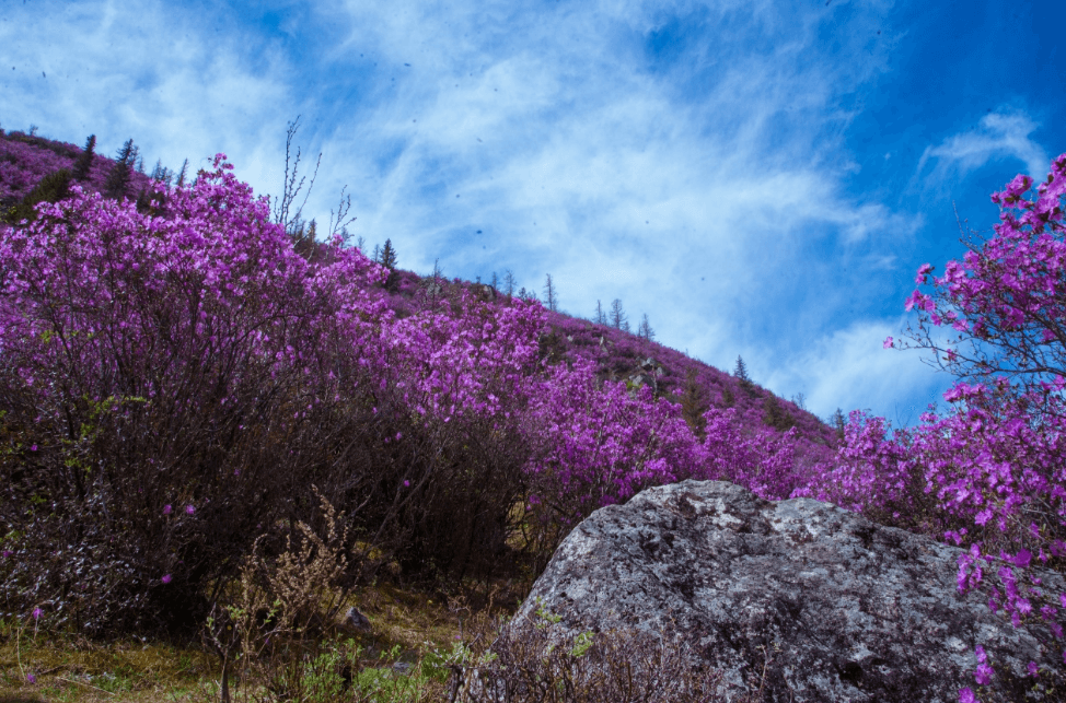 Цветение маральника в Акташе - фото 2