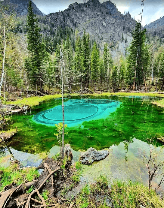 Цветение маральника в Акташе - фото 4
