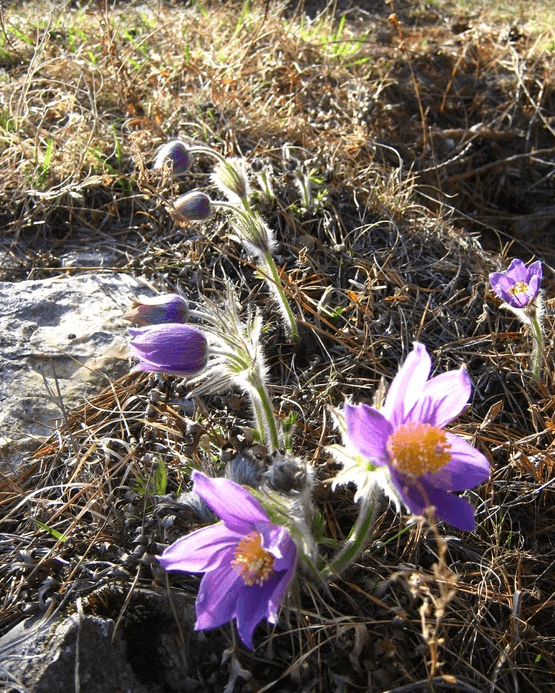 Дыхание весны в горах Алтая - фото 4