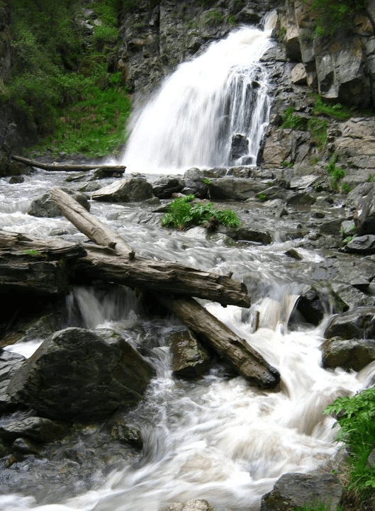 Цветение маральника в Акташе - фото 5