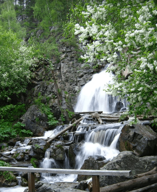 Цветение маральника в Акташе - фото 6