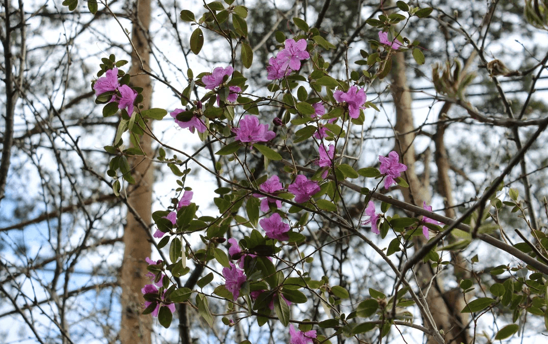 Дыхание весны в горах Алтая - фото 7