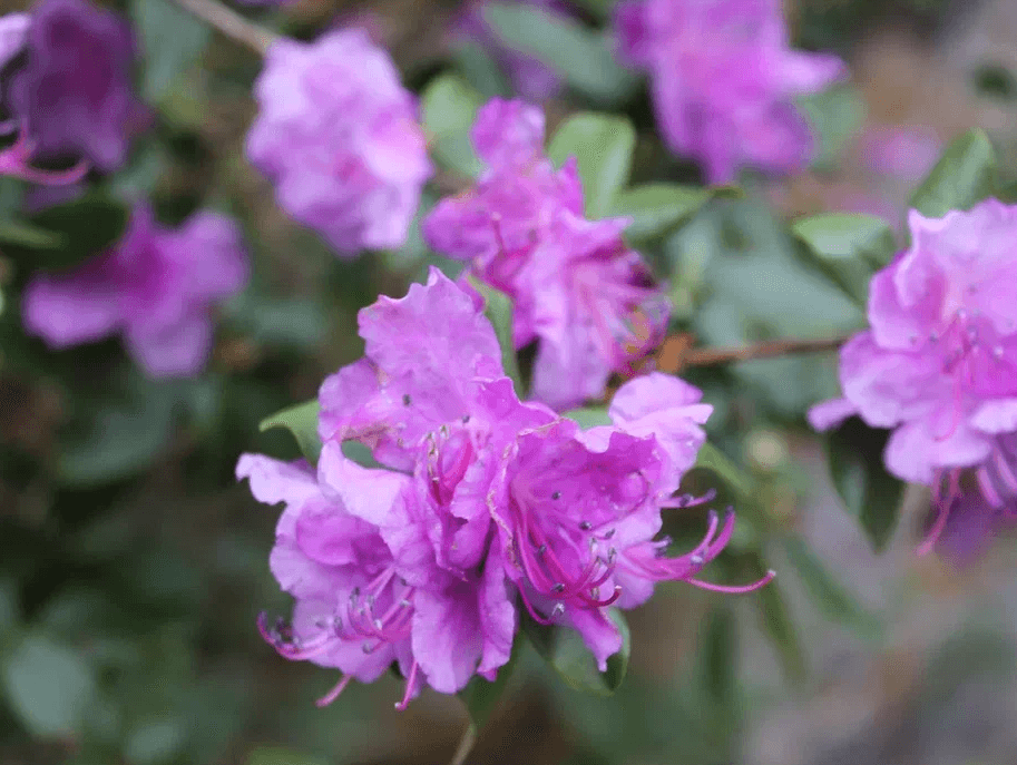 Цветение маральника в Акташе - фото 9