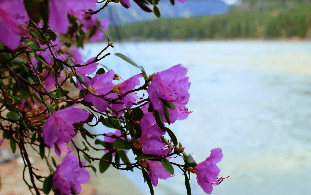Дыхание весны в горах Алтая - фото 1