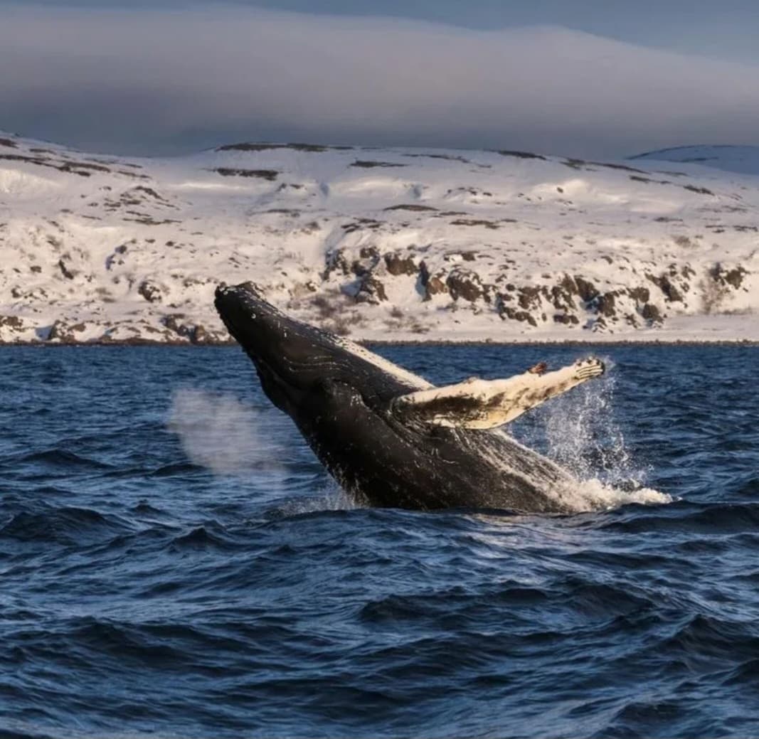 Териберка. Мурманск. Хибины 5 дней/4 ночи