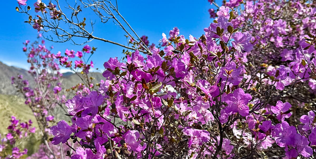 Цветение маральника на Алтае. Майские в сиреневых горах.