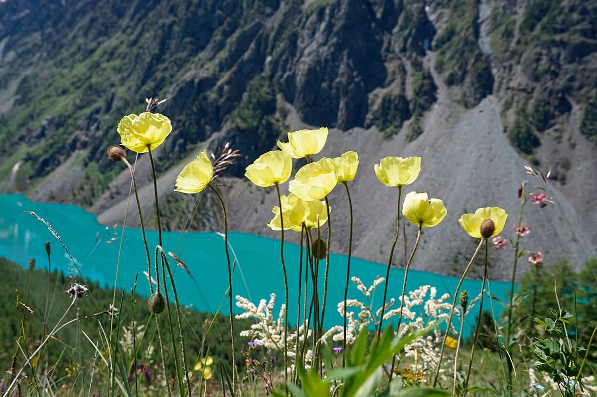 "Шавлинское зазеркалье", пеший поход с вьючными лошадьми - фото 1