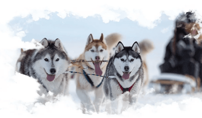 Катание на собачьих упряжках
