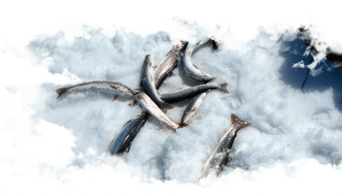 Подлёдная рыбалка на реке Быстрая