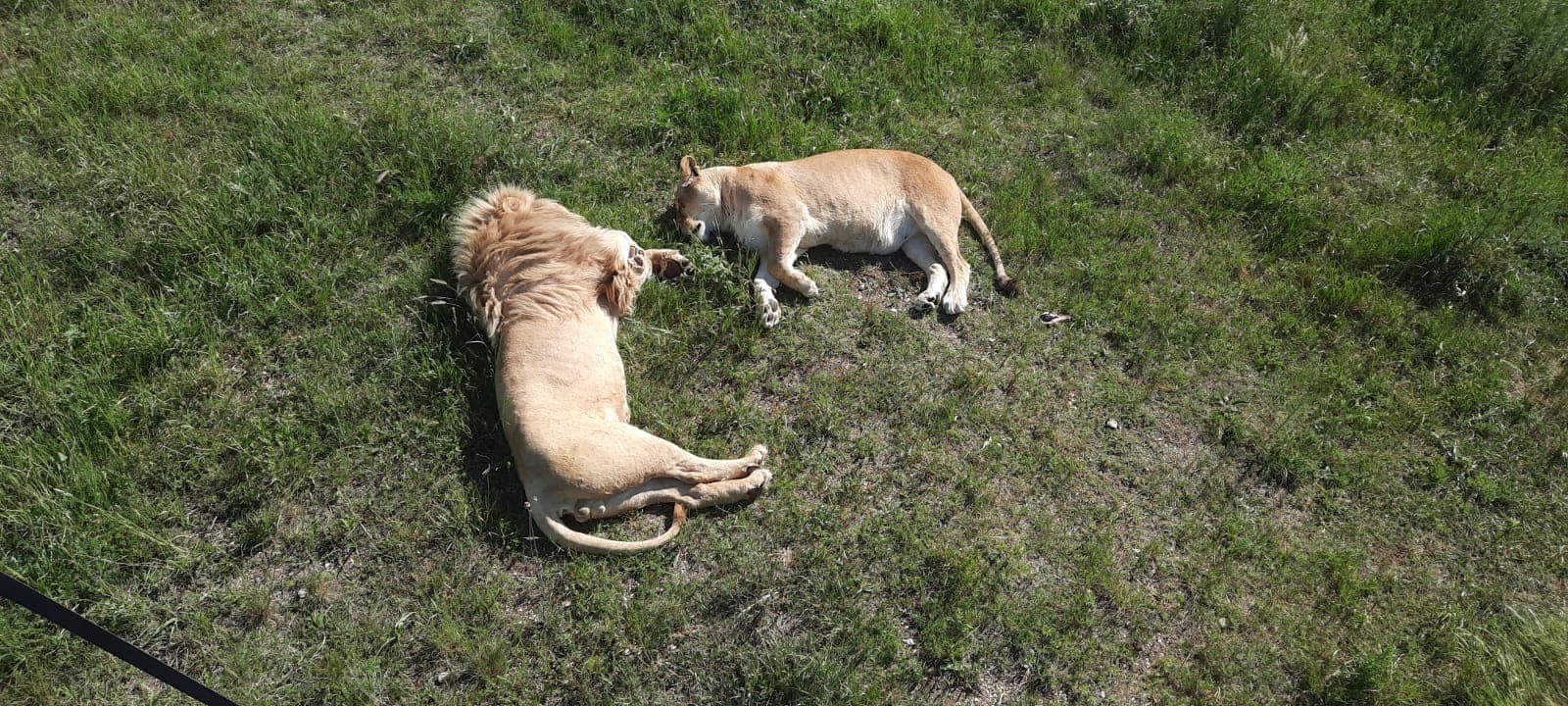 Сафари-парк "Тайган" - фото 1