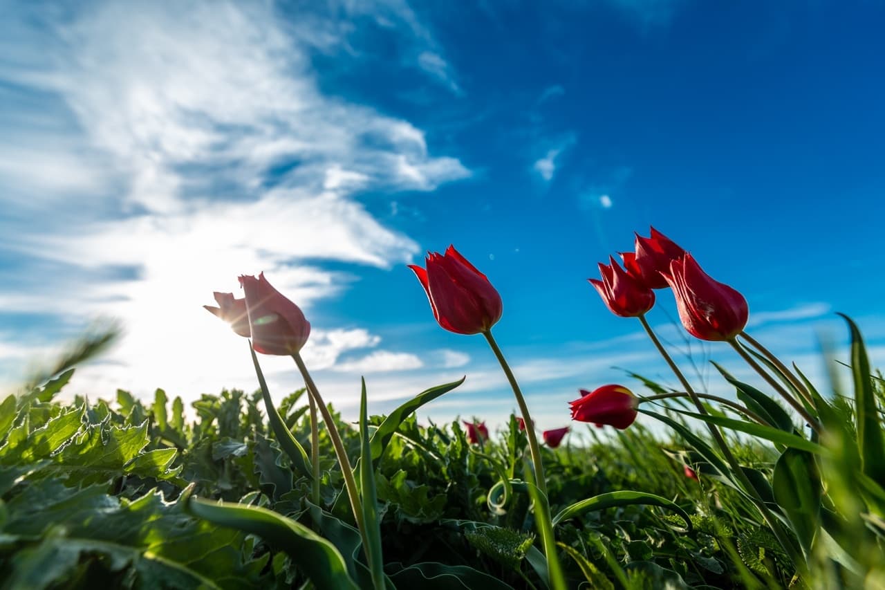 Цветущие поля Калмыкии 4 дня / 3 ночи - фото 2