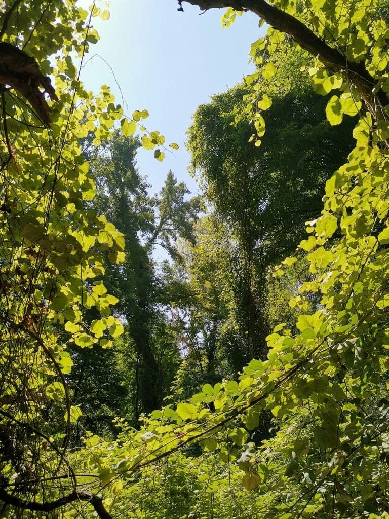 Самурский лес + Экраноплан Лунь