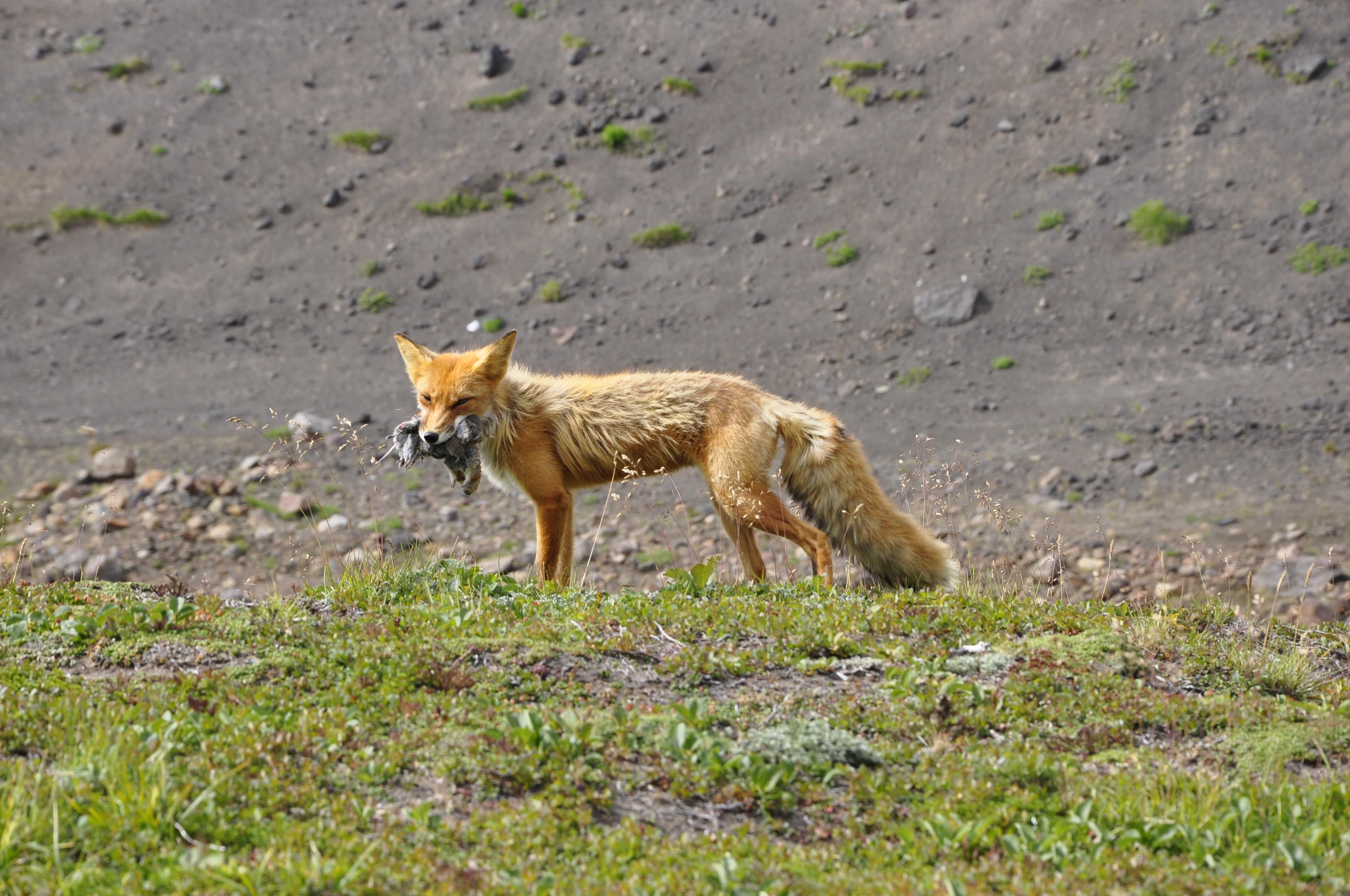 Восхождение на Горелый вулкан - фото 3