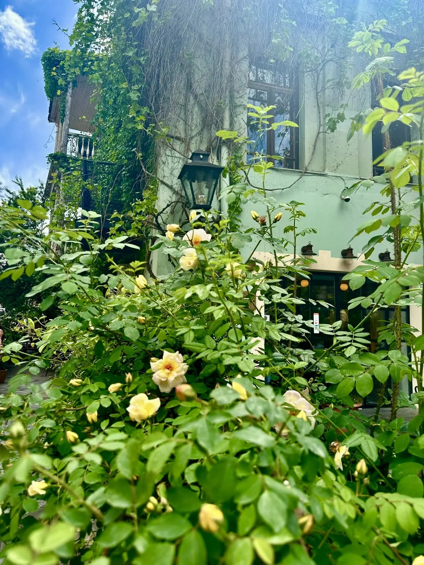 РТВЕЛИ: Попробуй Грузию на вкус! Главный праздник урожая. Сбор винограда. Грузинское застолье. - фото 7