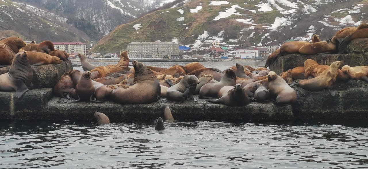 Что за лев этот Сивуч - фото 8