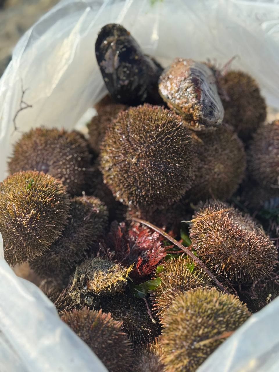 Эксклюзивная гастрономическая экскурсия «Охота на морского ежа» - фото 10