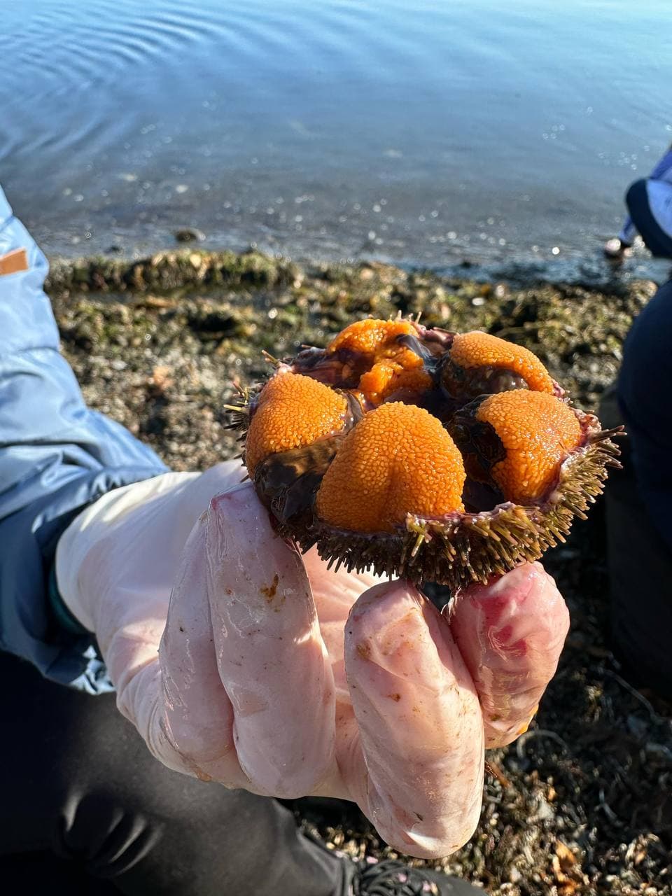 Эксклюзивная гастрономическая экскурсия «Охота на морского ежа» - фото 6