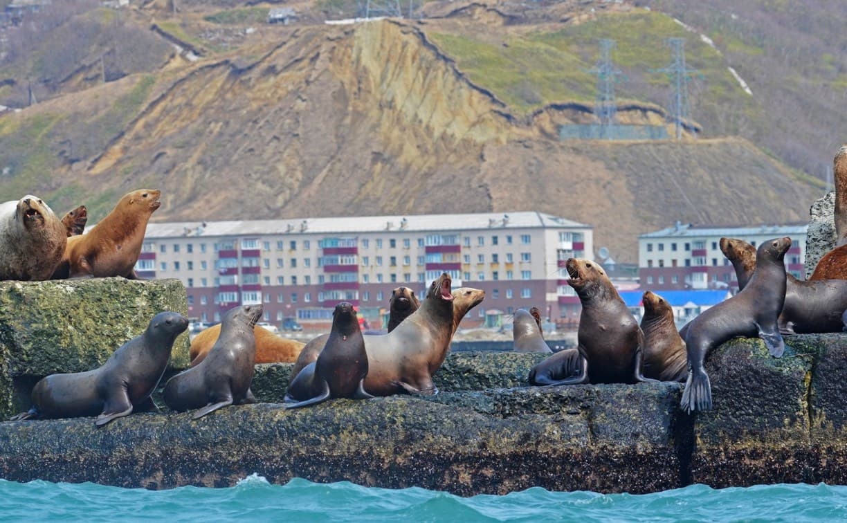 Знакомство с сивучами – морскими львами - фото 5
