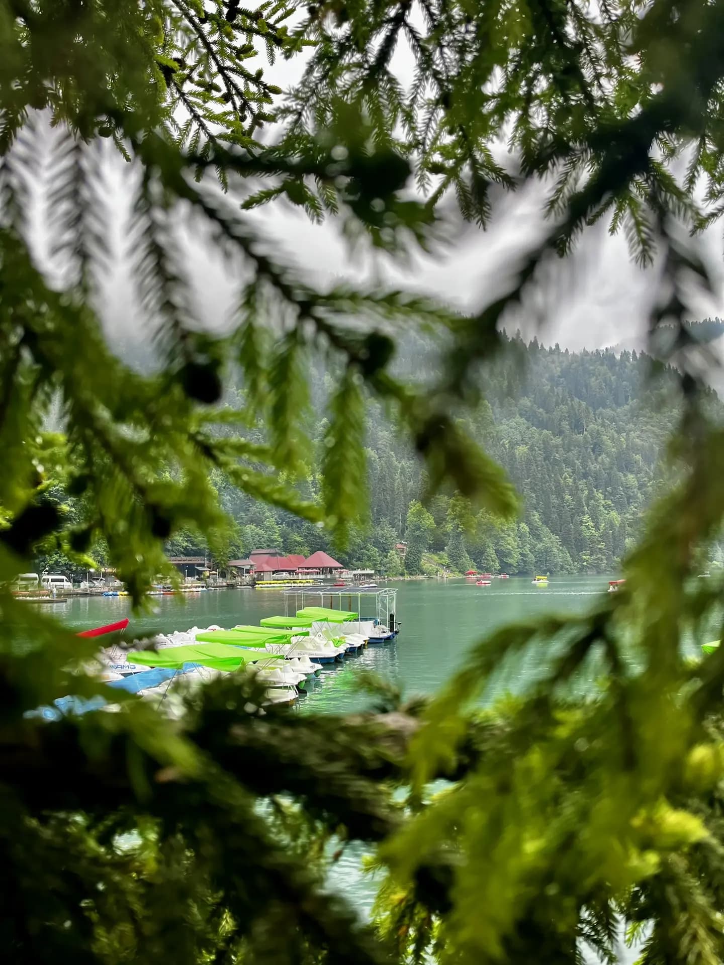 ВКУС ВЕСЕННЕЙ АБХАЗИИ - фото 5