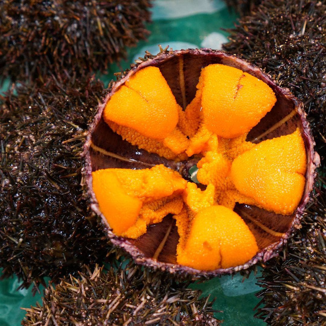 Эксклюзивная гастрономическая экскурсия «Охота на морского ежа» - фото 1