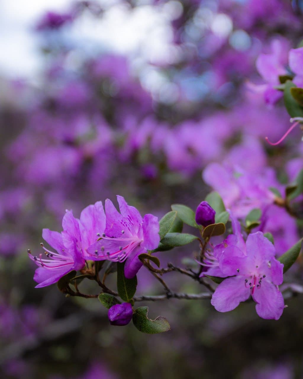 Цветение маральника ( 4 дня / 3 ночи ) - фото 4