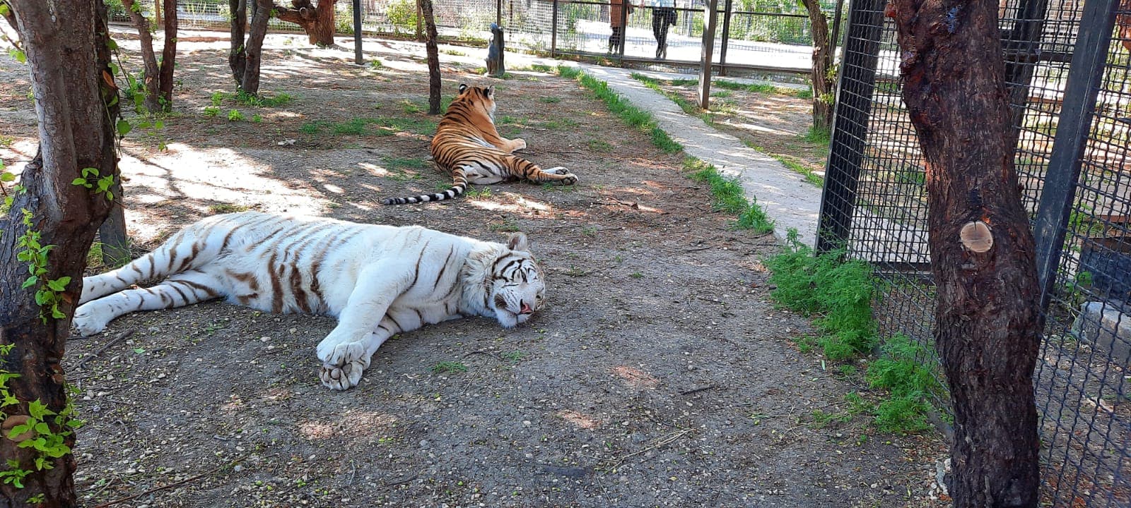Сафари-парк "Тайган"