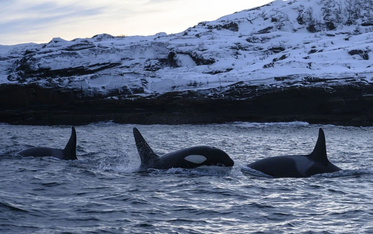 Териберка. Мурманск. Хибины 5 дней/4 ночи - фото 3
