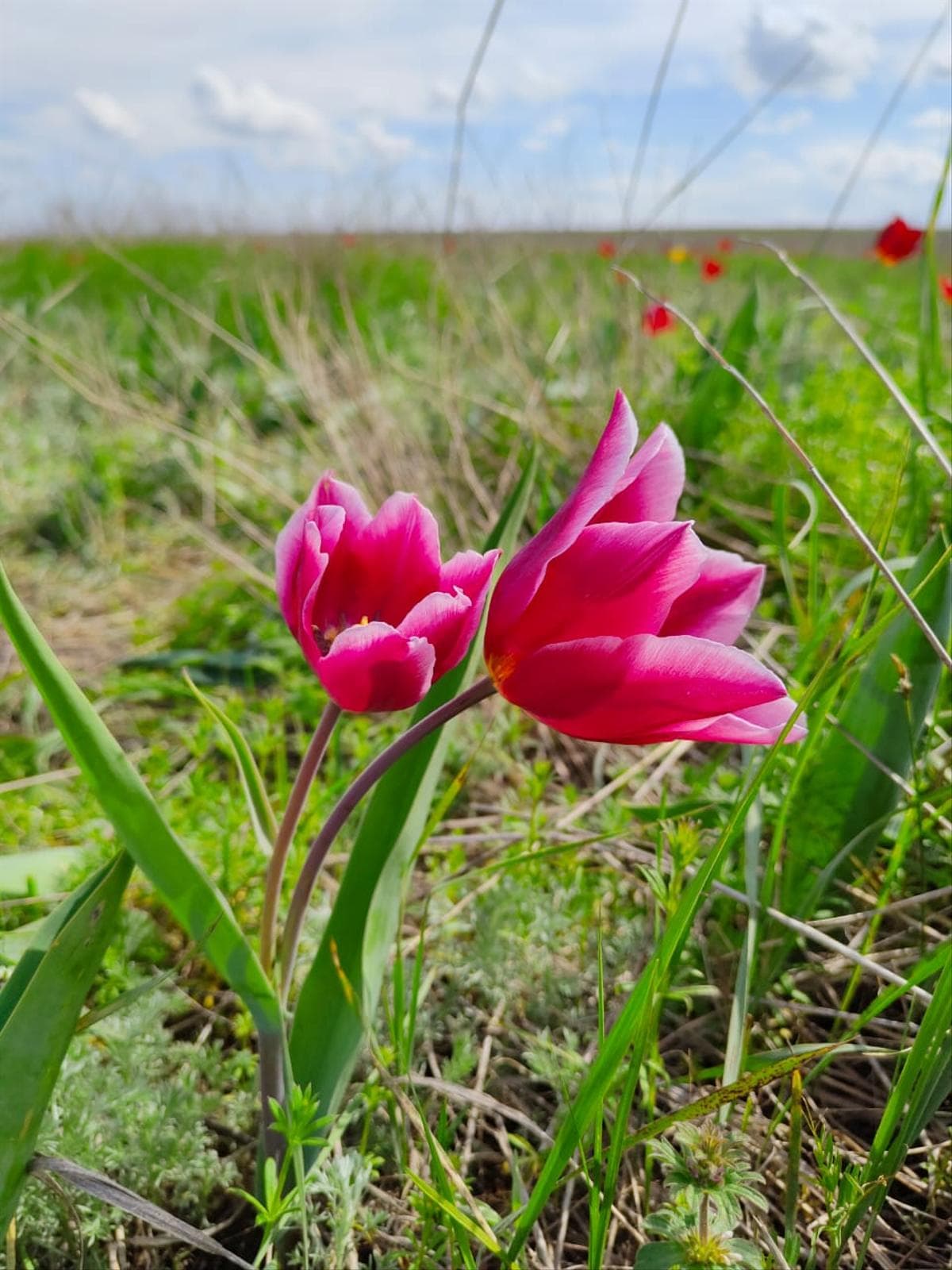 Цветущие поля Калмыкии 4 дня / 3 ночи