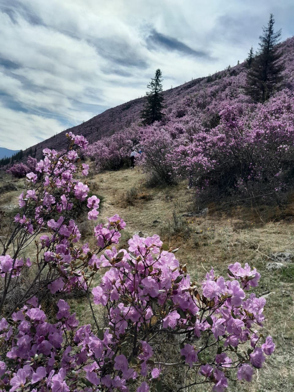 Цветение маральника ( 8 дней / 7 ночей ) - фото 1