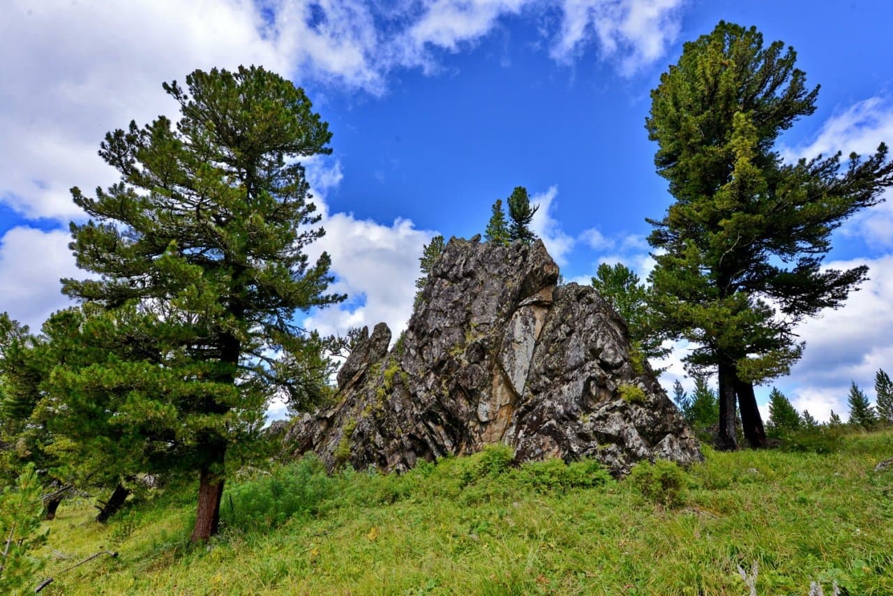 На Семинский перевал за энергией кедра и алтайскими сувенирами (экскурсия с с. Манжерок) - фото 4