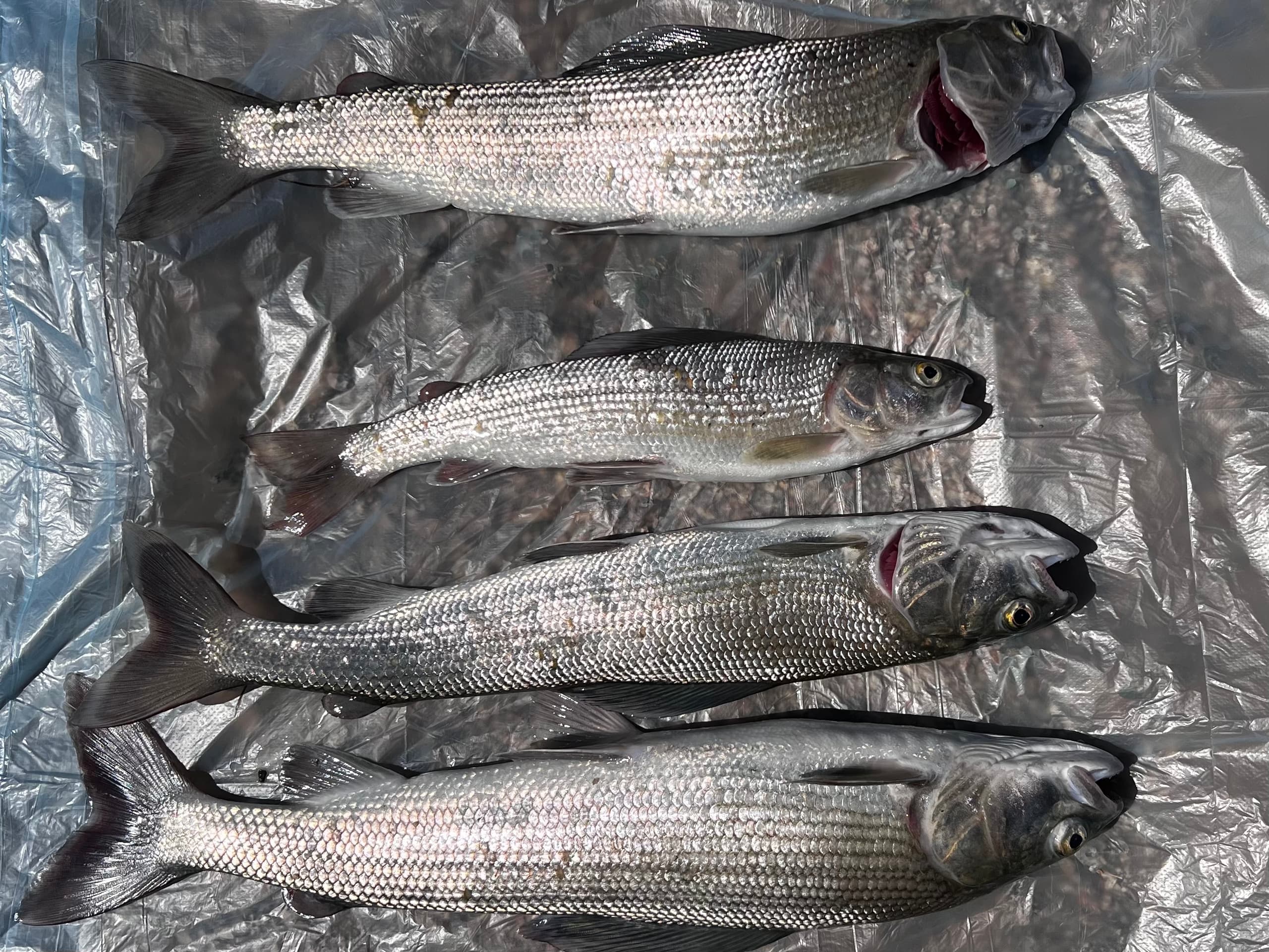 Монголия: рыбалка на краю географии. - фото 4