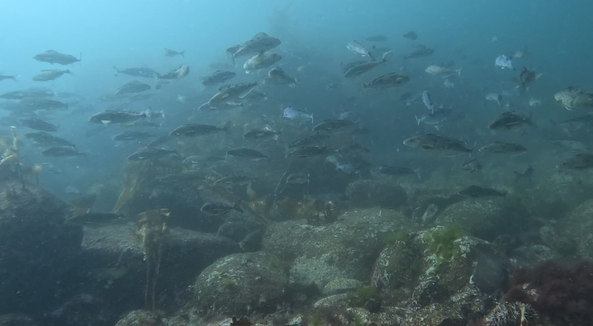 Дайвинг тур в Японском море - фото 2