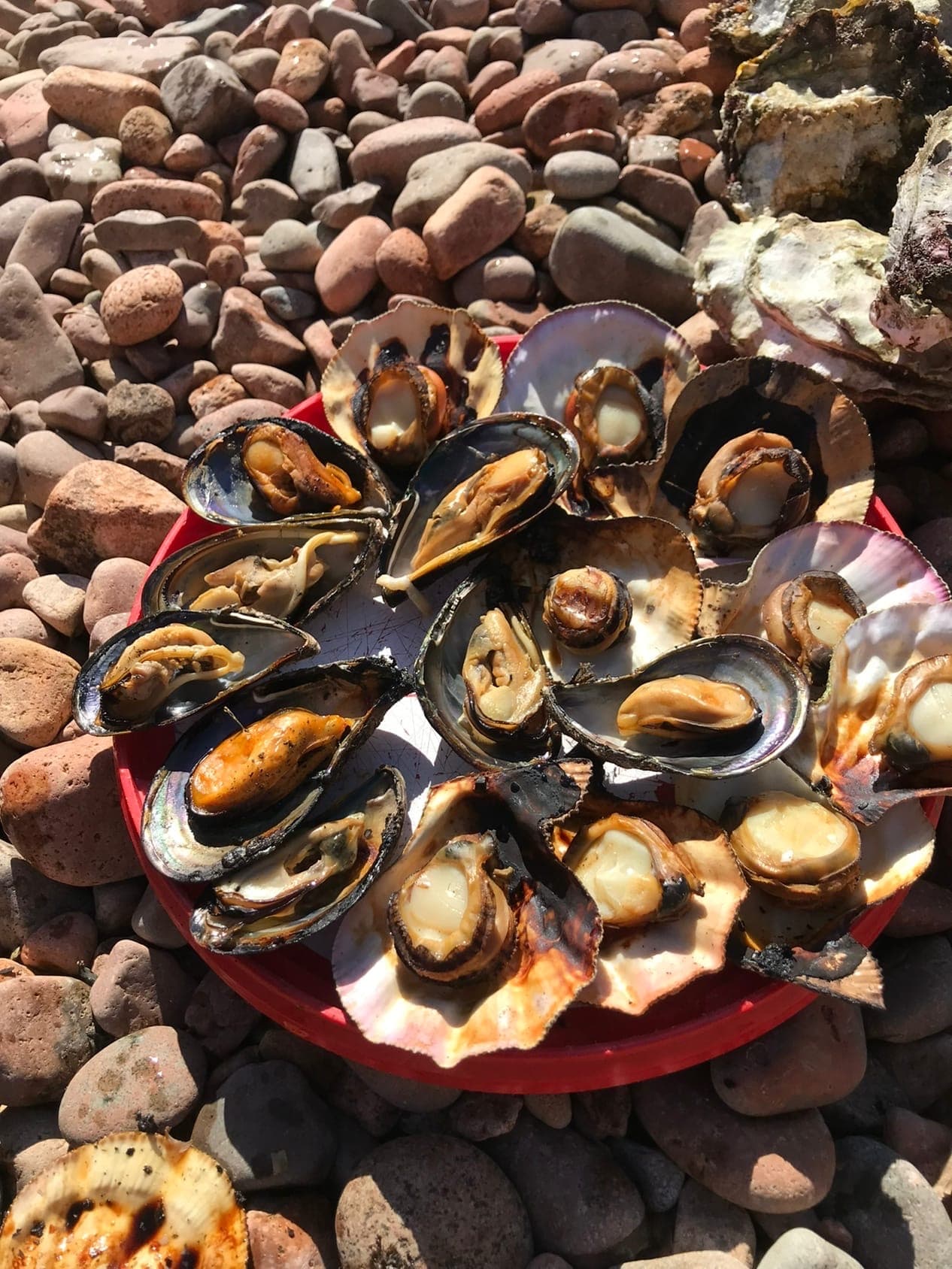 Гастротур на островах и морские тюлени - фото 9