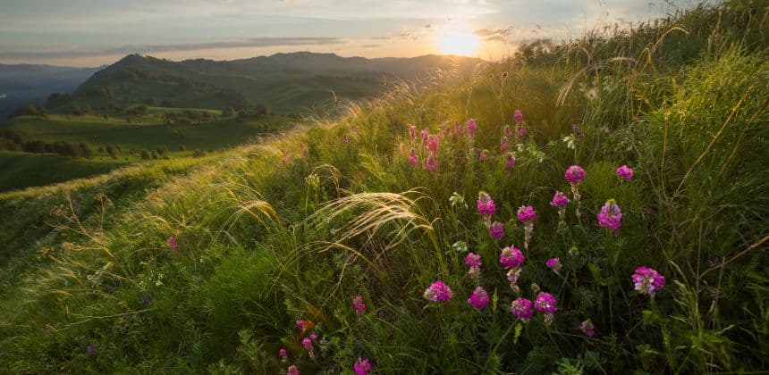Драгоценная ветвь Алтая - фото 1