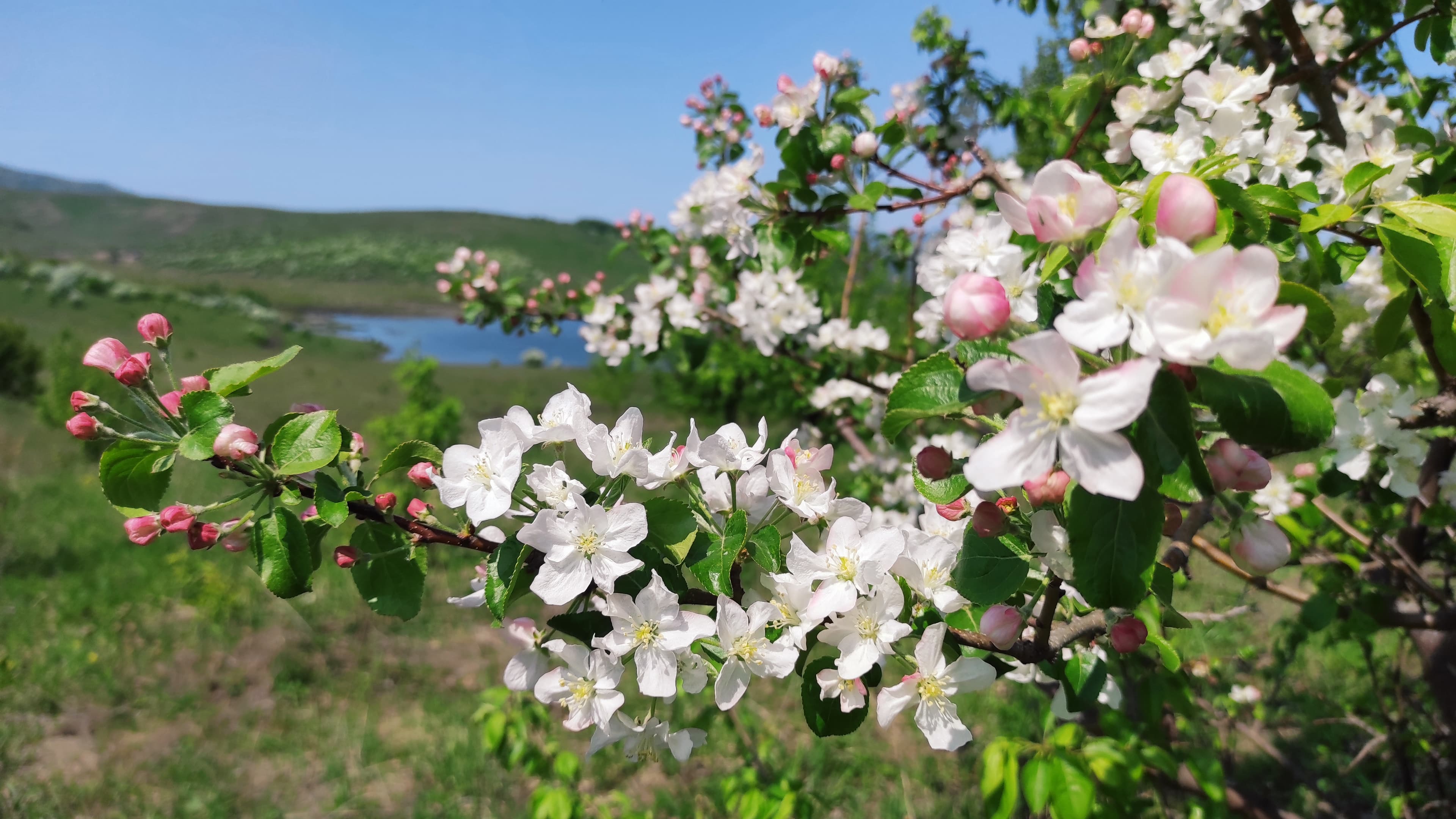 "Цветущий Алтай", экспресс-тур для ценителей красоты - фото 2