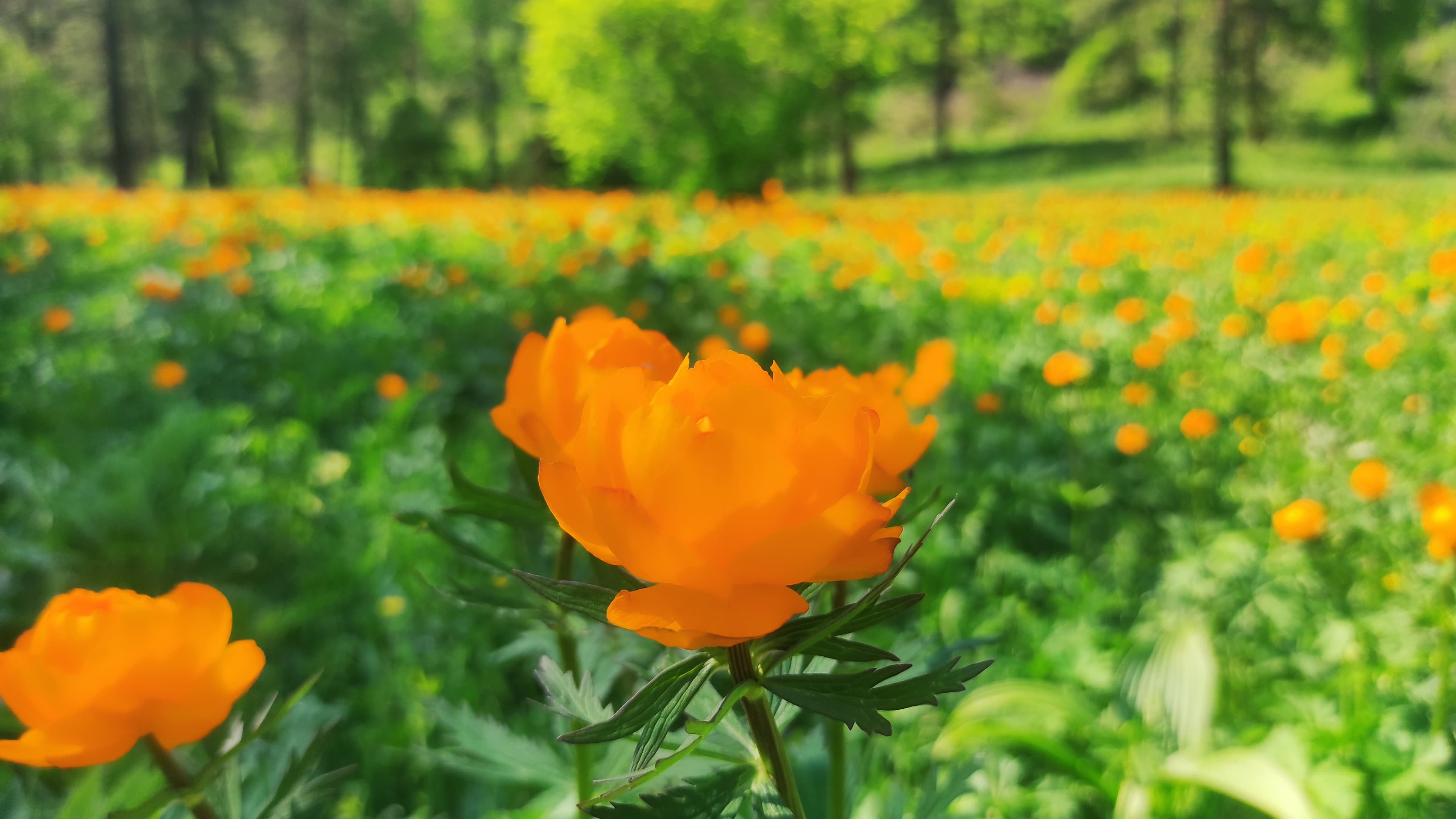 "Цветущий Алтай", экспресс-тур для ценителей красоты - фото 1